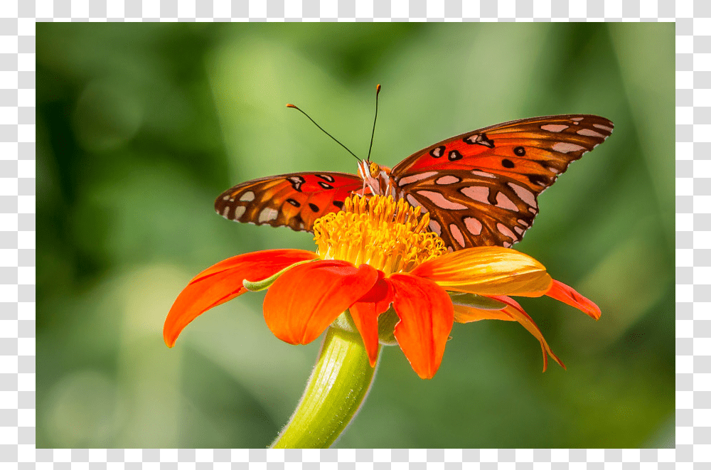 Monarch Butterfly, Insect, Invertebrate, Animal, Honey Bee Transparent Png