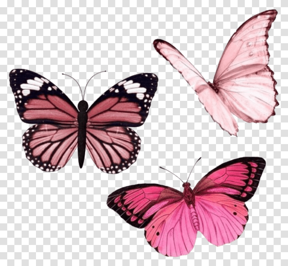 Monarch Butterfly, Insect, Invertebrate, Animal, Moth Transparent Png