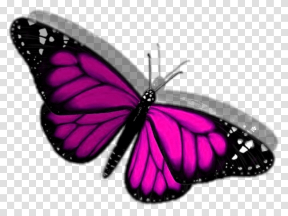 Monarch Butterfly, Insect, Invertebrate, Animal, Purple Transparent Png