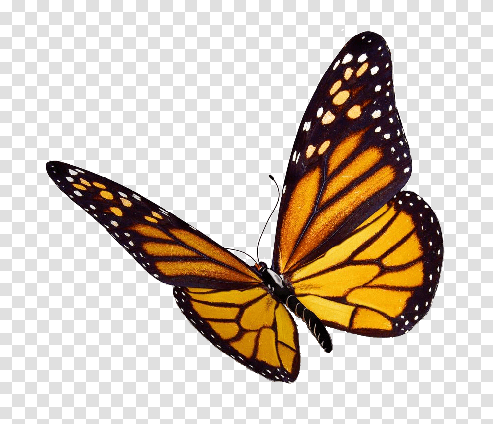 Monarch Butterfly, Insect, Invertebrate, Animal Transparent Png