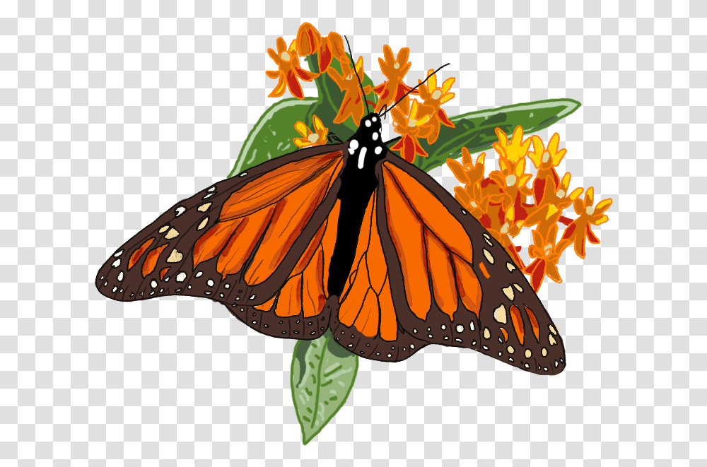 Monarch Butterfly, Insect, Invertebrate, Animal Transparent Png