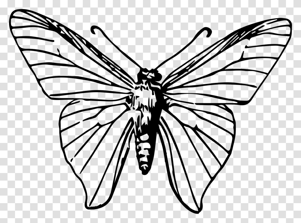 Monarch Butterfly Insect Moth Clip Art, Gray, World Of Warcraft Transparent Png