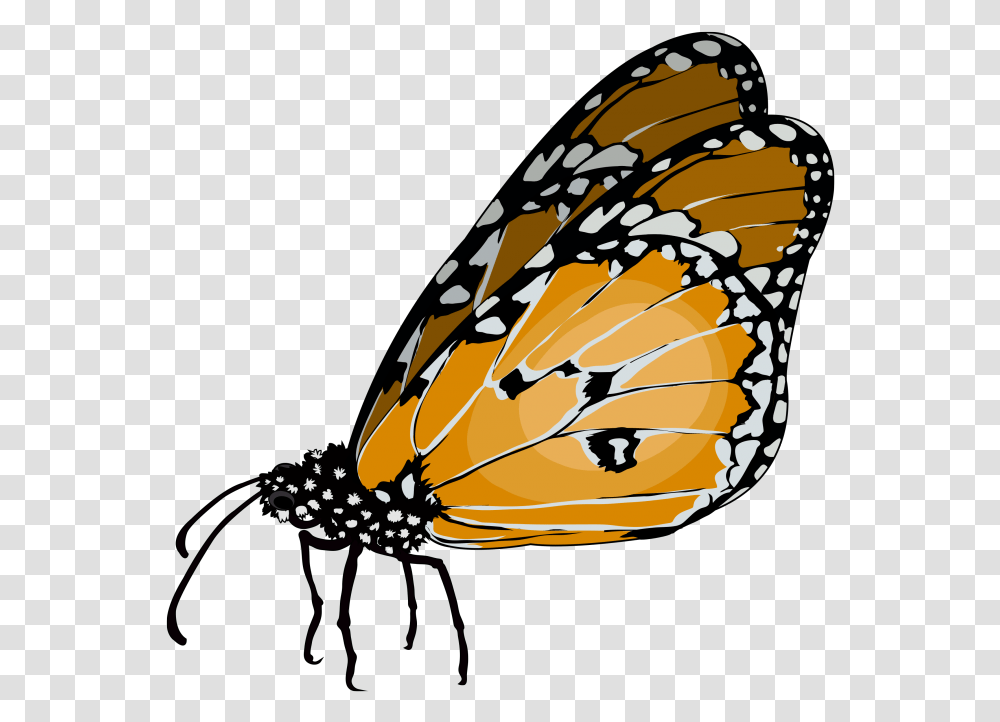 Monarch Butterfly, Invertebrate, Animal, Insect, Plant Transparent Png