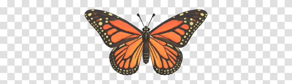 Monarch Butterfly Monarch Butterfly Animal Crossing New Horizons, Insect, Invertebrate, Moth,  Transparent Png