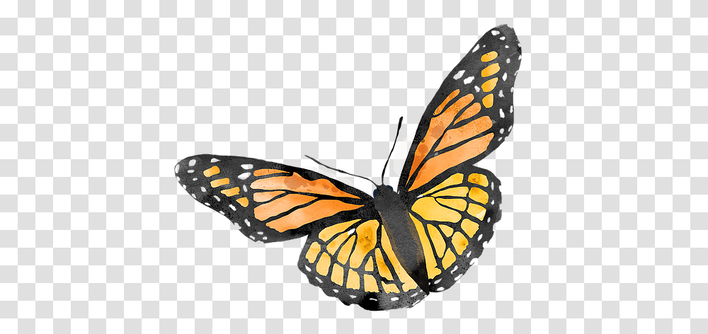 Monarch Butterfly Monarch Butterfly, Insect, Invertebrate, Animal Transparent Png