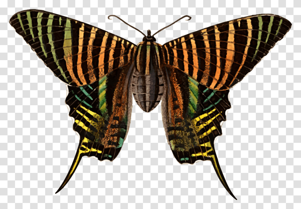 Monarch Butterfly Moth Brush Footed Butterflies Urania Free, Insect, Invertebrate, Animal, Pattern Transparent Png