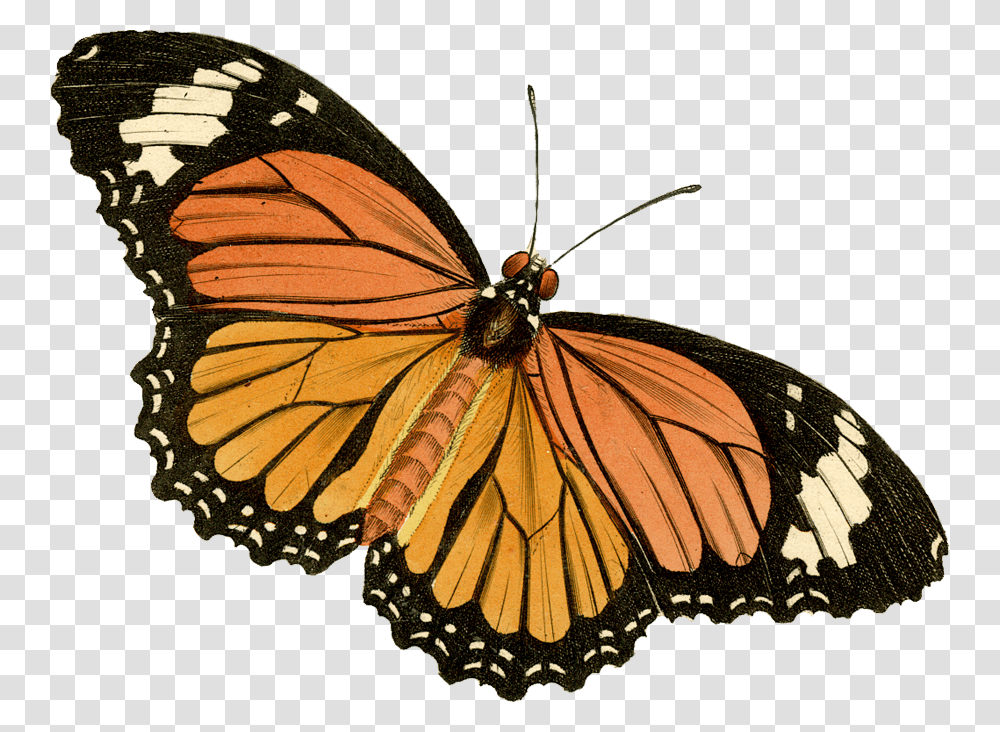 Monarch Butterfly Painted Lady, Insect, Invertebrate, Animal, Chandelier Transparent Png
