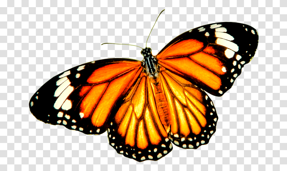 Monarch Butterfly Tiger Danaus Genutia Insect Orange Butterfly Background, Invertebrate, Animal Transparent Png