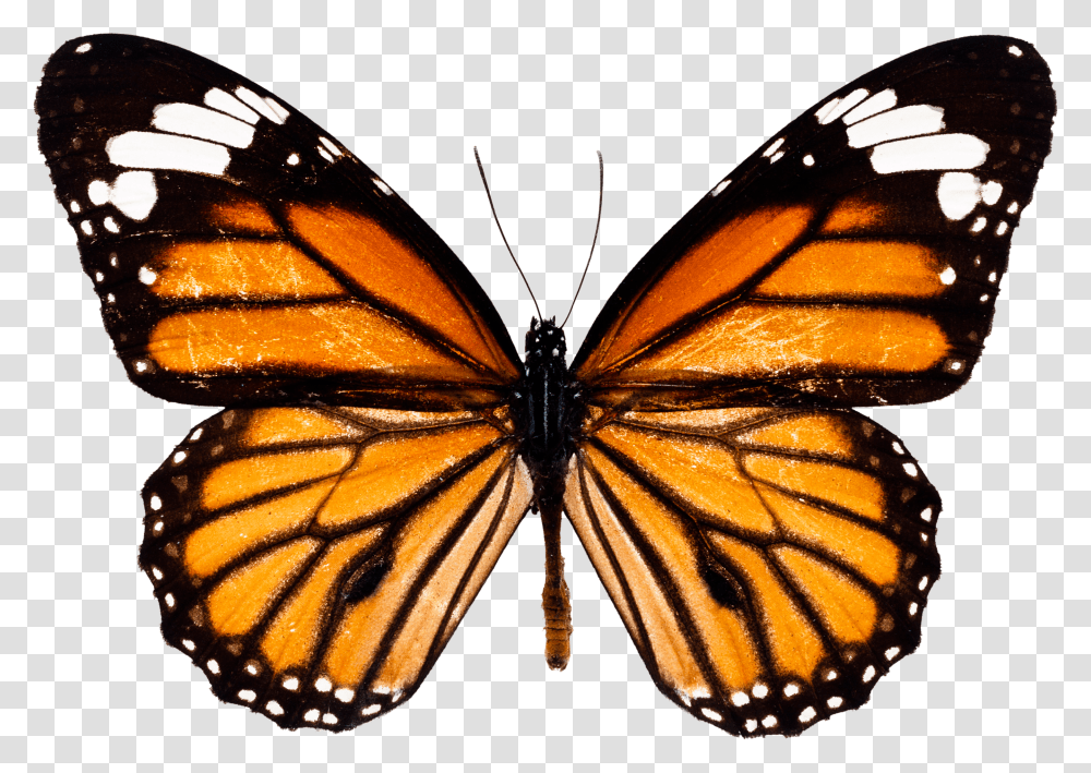 Monarch Butterfly Transparent Png