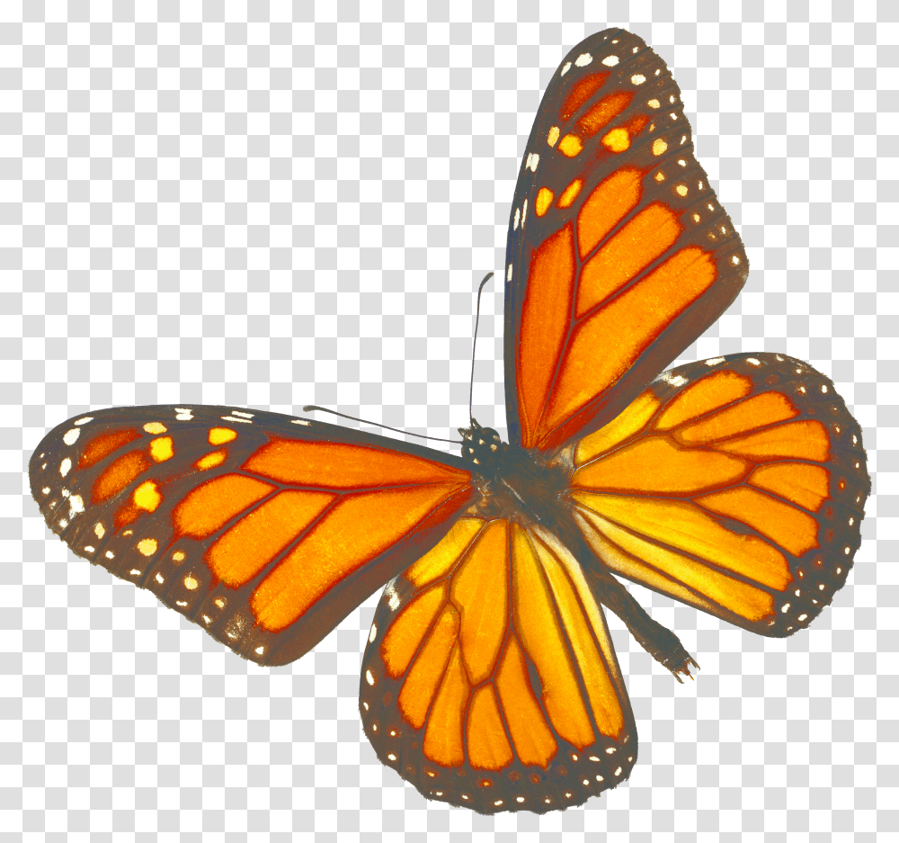 Monarch Butterfly White Background Transparent Png