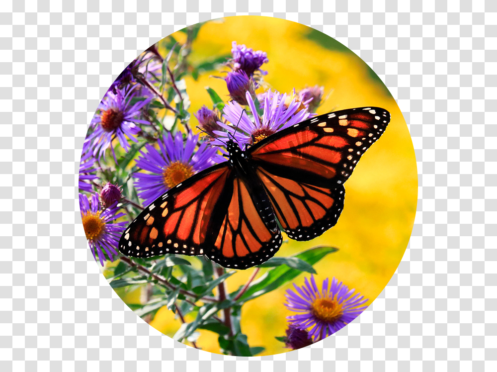 Monarch On Aster Angangueo, Butterfly, Insect, Invertebrate, Animal Transparent Png