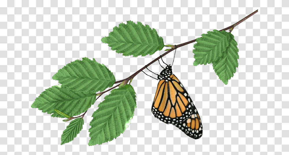Monarch On Branch Image Monarch Butterfly, Leaf, Plant, Insect, Invertebrate Transparent Png