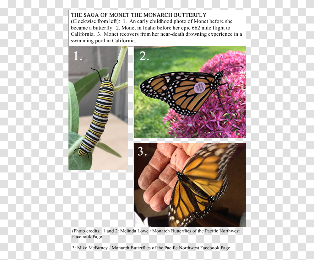 Monet Is The First Idaho Monarch In My Study To Be Monarch Butterfly, Insect, Invertebrate, Animal, Person Transparent Png