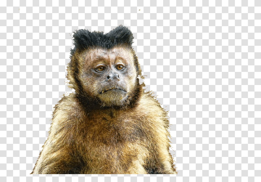 Money Background Herpes Monkeys Florida, Wildlife, Mammal, Animal, Baboon Transparent Png