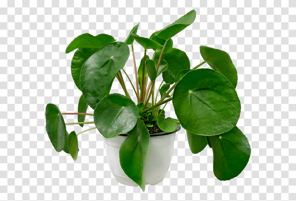 Money Plant, Leaf, Flower, Blossom, Annonaceae Transparent Png