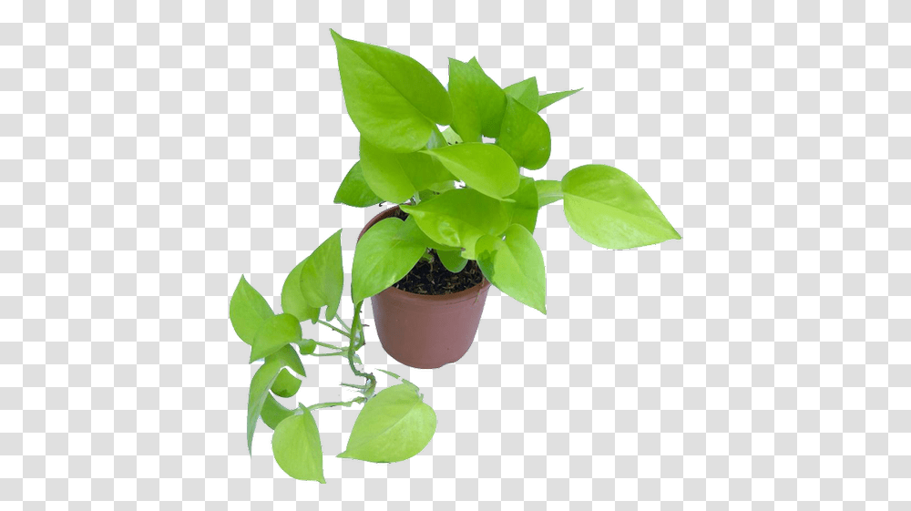Money Plant Mani Plant Image, Leaf, Flower, Blossom Transparent Png