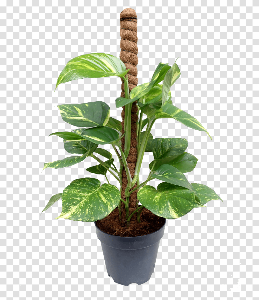 Money Plant Tall Totem Pole For Plants, Leaf, Flower, Blossom, Tree Transparent Png