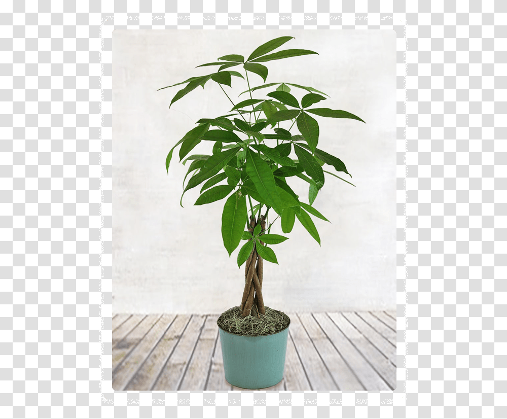 Money Tree Plant, Leaf, Palm Tree, Arecaceae, Bamboo Transparent Png
