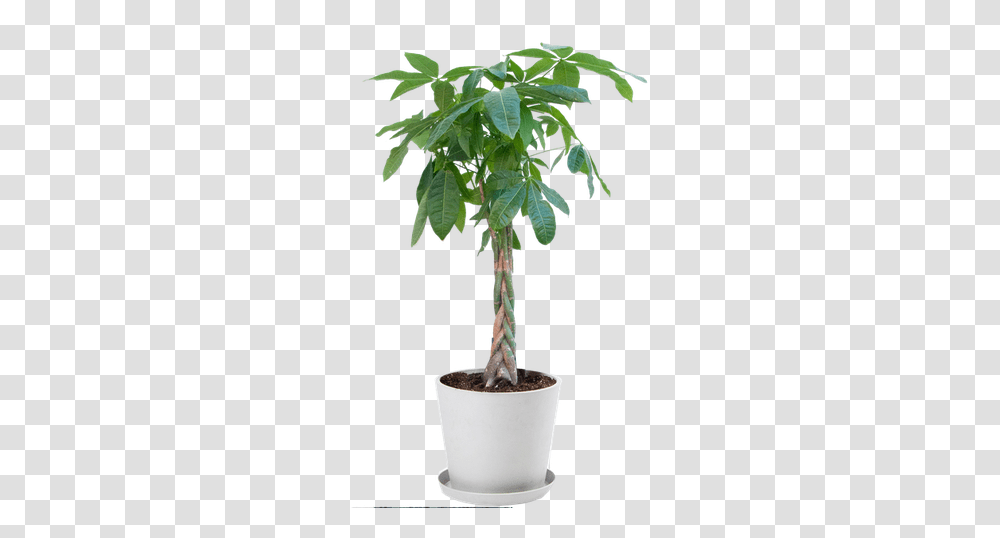 Money Tree Stone Pot Large Money Tree Plant, Palm Tree, Arecaceae Transparent Png