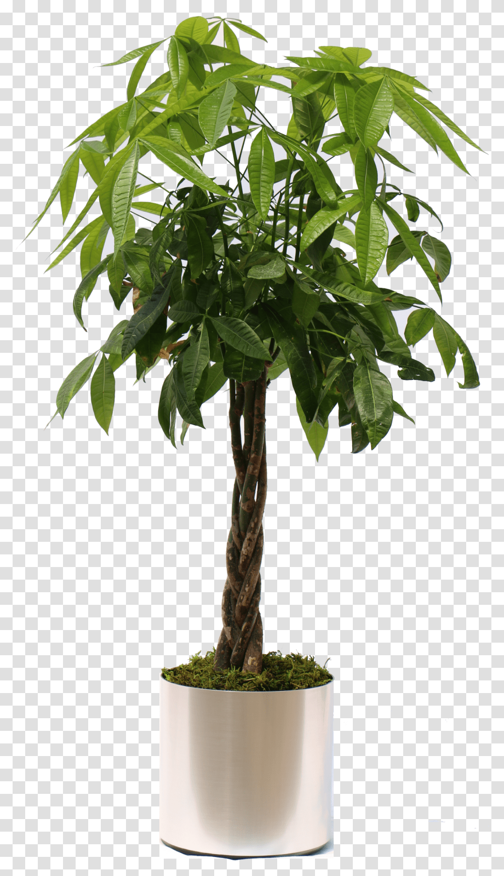 Moneytree Brshdchrome Money Tree Plant, Leaf, Palm Tree, Arecaceae, Tree Trunk Transparent Png