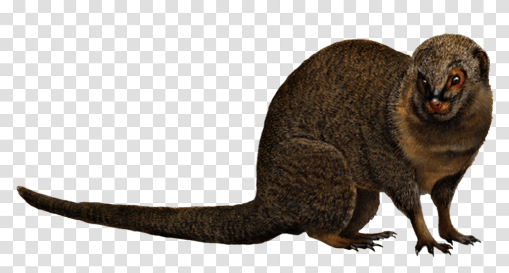 Mongoose, Mammal, Animal, Snake, Reptile Transparent Png