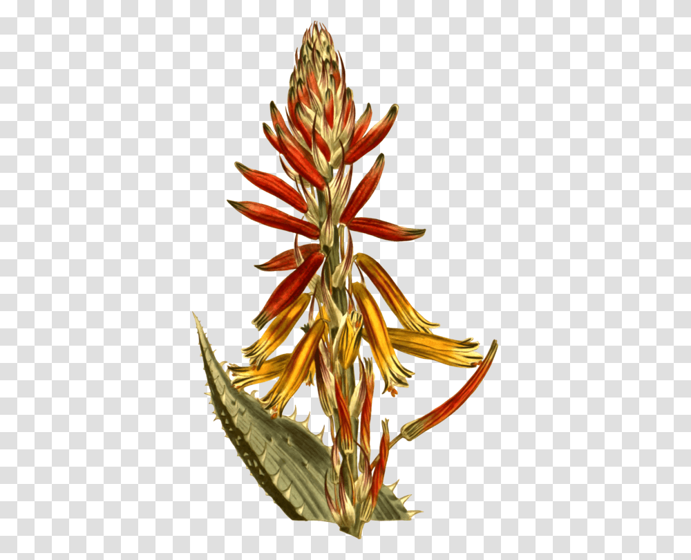 Moninckx Atlas Candelabra Aloe Hedgehog Aloe Aloe Vera Succulent, Plant, Flower, Blossom, Amaryllidaceae Transparent Png