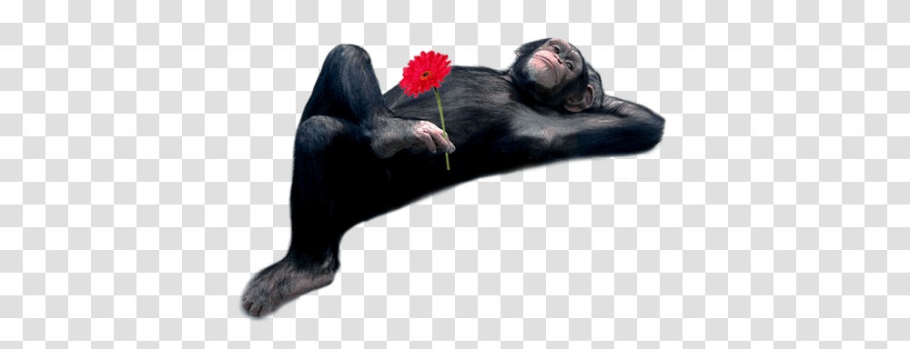 Monkey And Rose Official Psds Animal Sleeping Posture Monkeys, Ape, Wildlife, Mammal, Gorilla Transparent Png