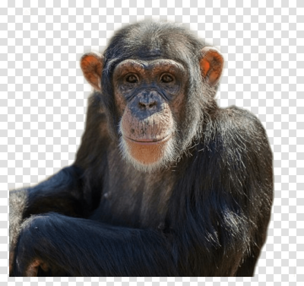 Monkey Animal Chimpanzee Chimp Zoo Common Chimpanzee, Lion, Wildlife, Mammal Transparent Png