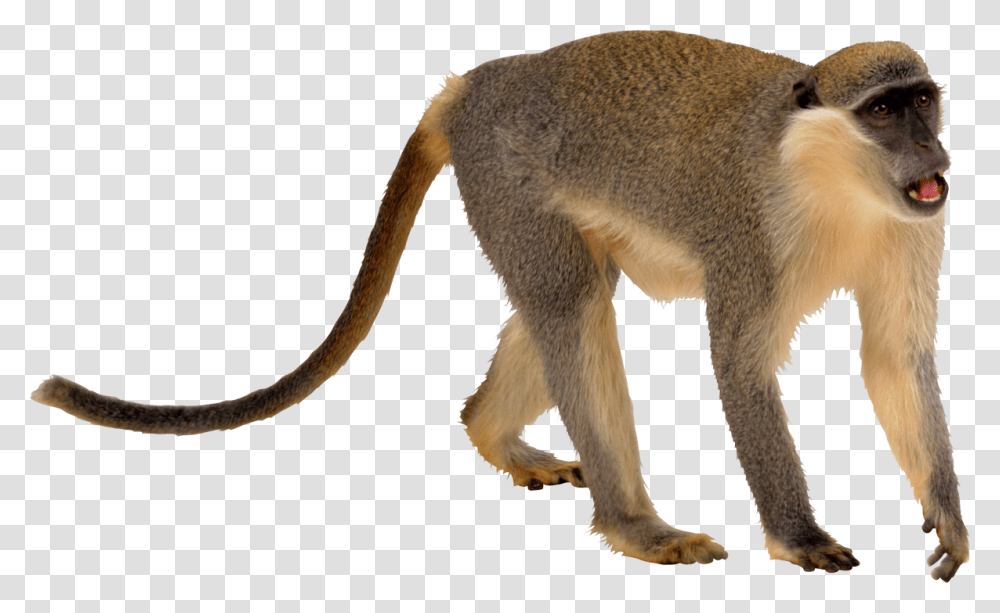 Monkey, Animal, Mammal, Wildlife, Cat Transparent Png