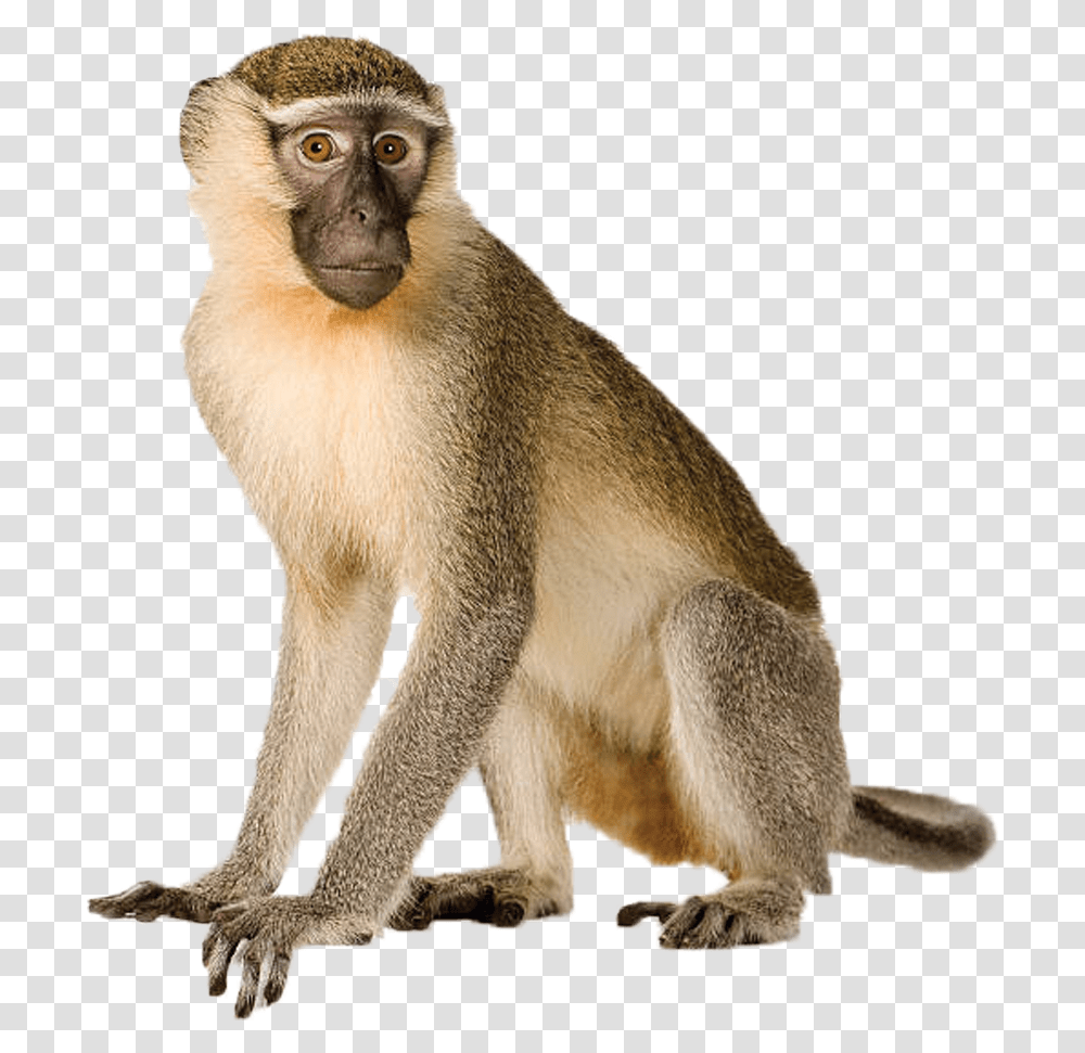 Monkey Animal, Wildlife, Mammal, Baboon, Bear Transparent Png