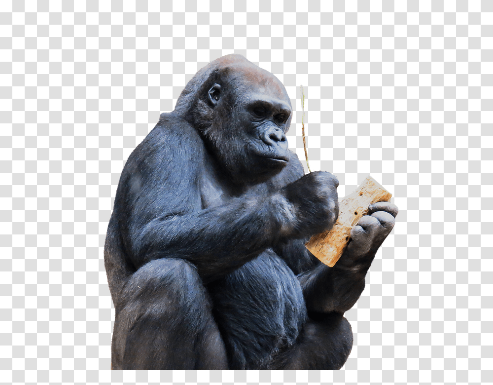 Monkey, Animals, Ape, Wildlife, Mammal Transparent Png