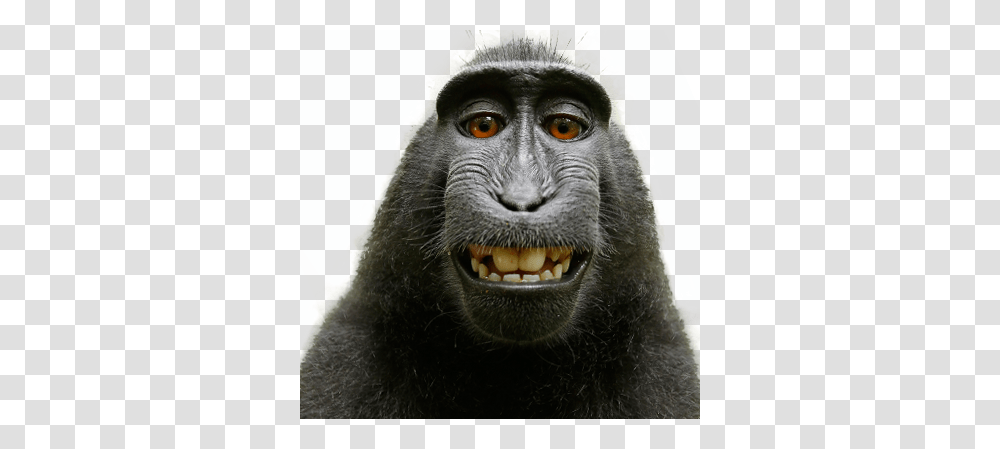 Monkey, Animals, Ape, Wildlife, Mammal Transparent Png