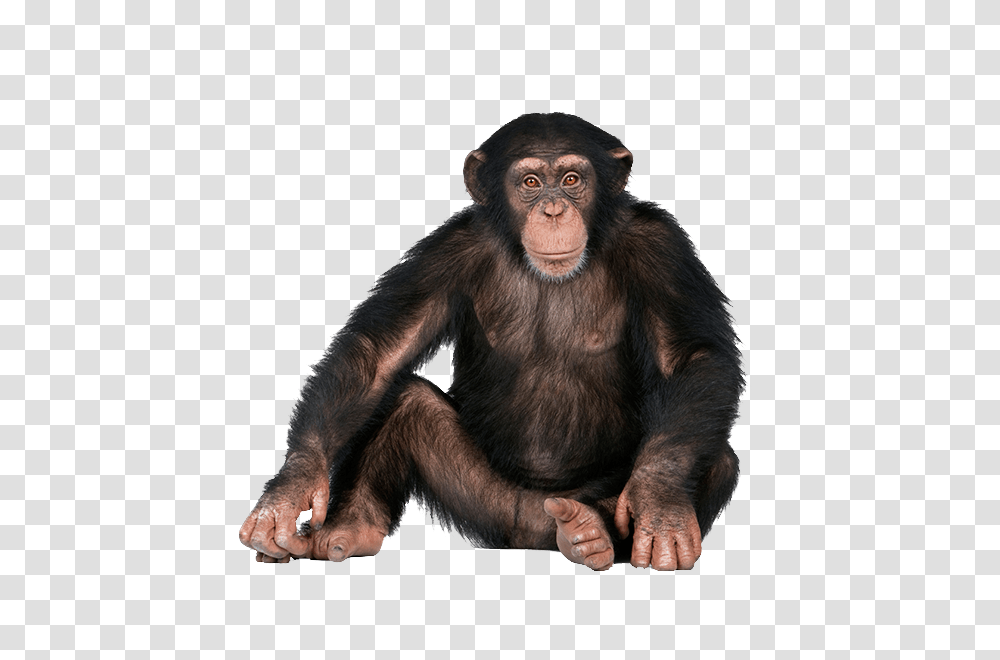 Monkey, Animals, Ape, Wildlife, Mammal Transparent Png