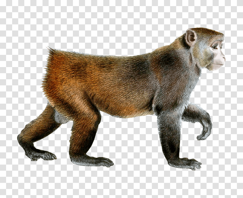 Monkey, Animals Transparent Png