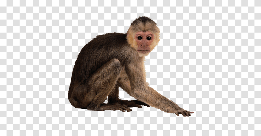 Monkey, Animals, Wildlife, Mammal, Baboon Transparent Png