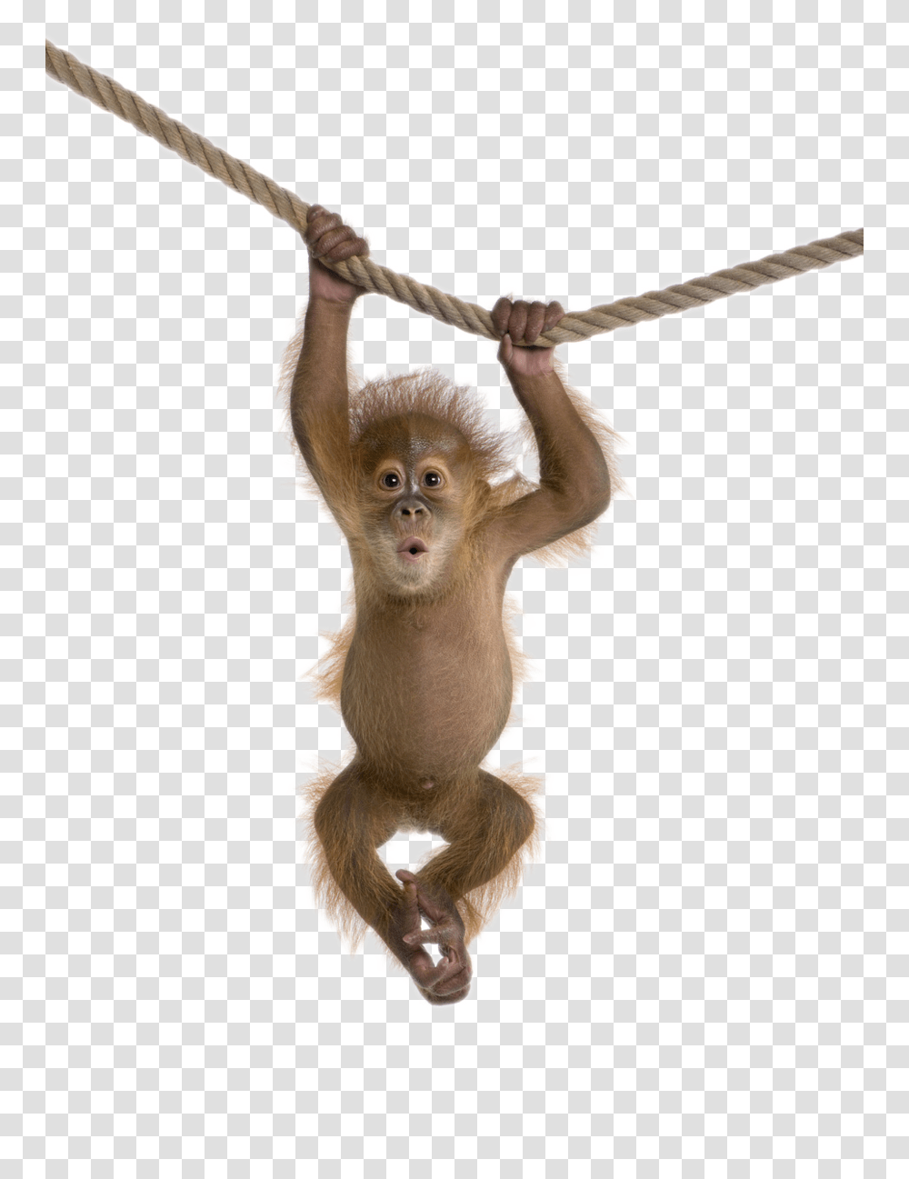 Monkey, Animals, Wildlife, Mammal, Baboon Transparent Png