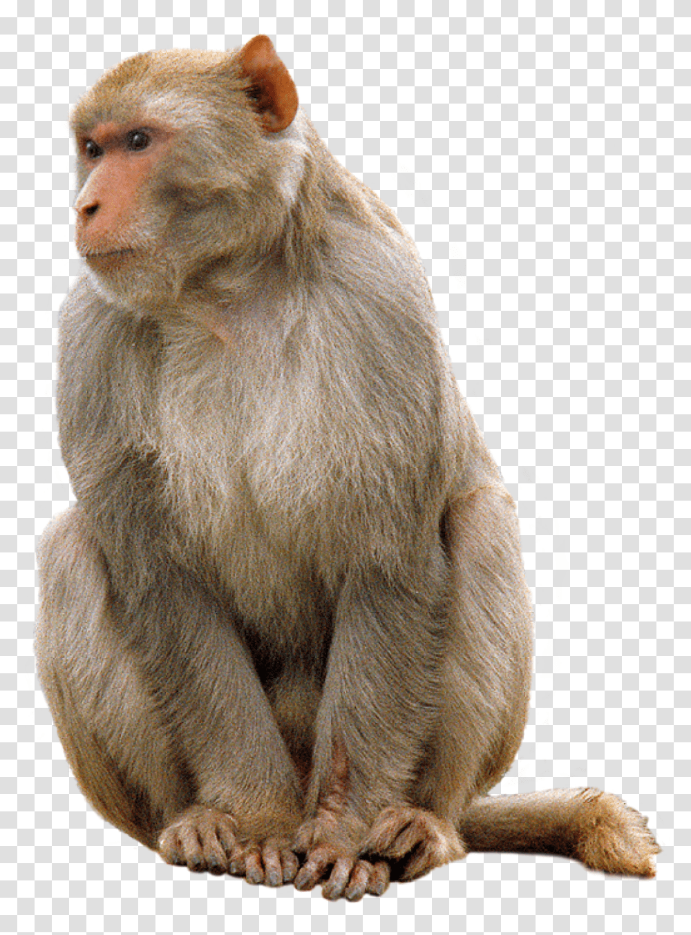 Monkey, Animals, Wildlife, Mammal, Baboon Transparent Png
