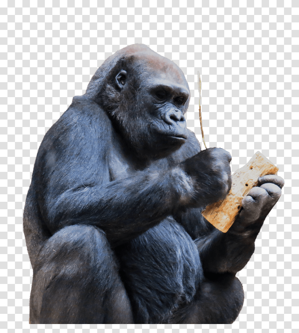 Monkey Ape, Wildlife, Mammal, Animal, Gorilla Transparent Png