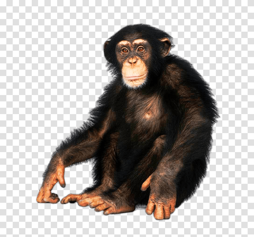 Monkey, Ape, Wildlife, Mammal, Animal Transparent Png