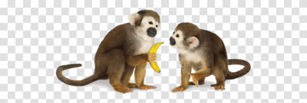 Monkey Background Image Monkeys, Wildlife, Mammal, Animal, Bear Transparent Png