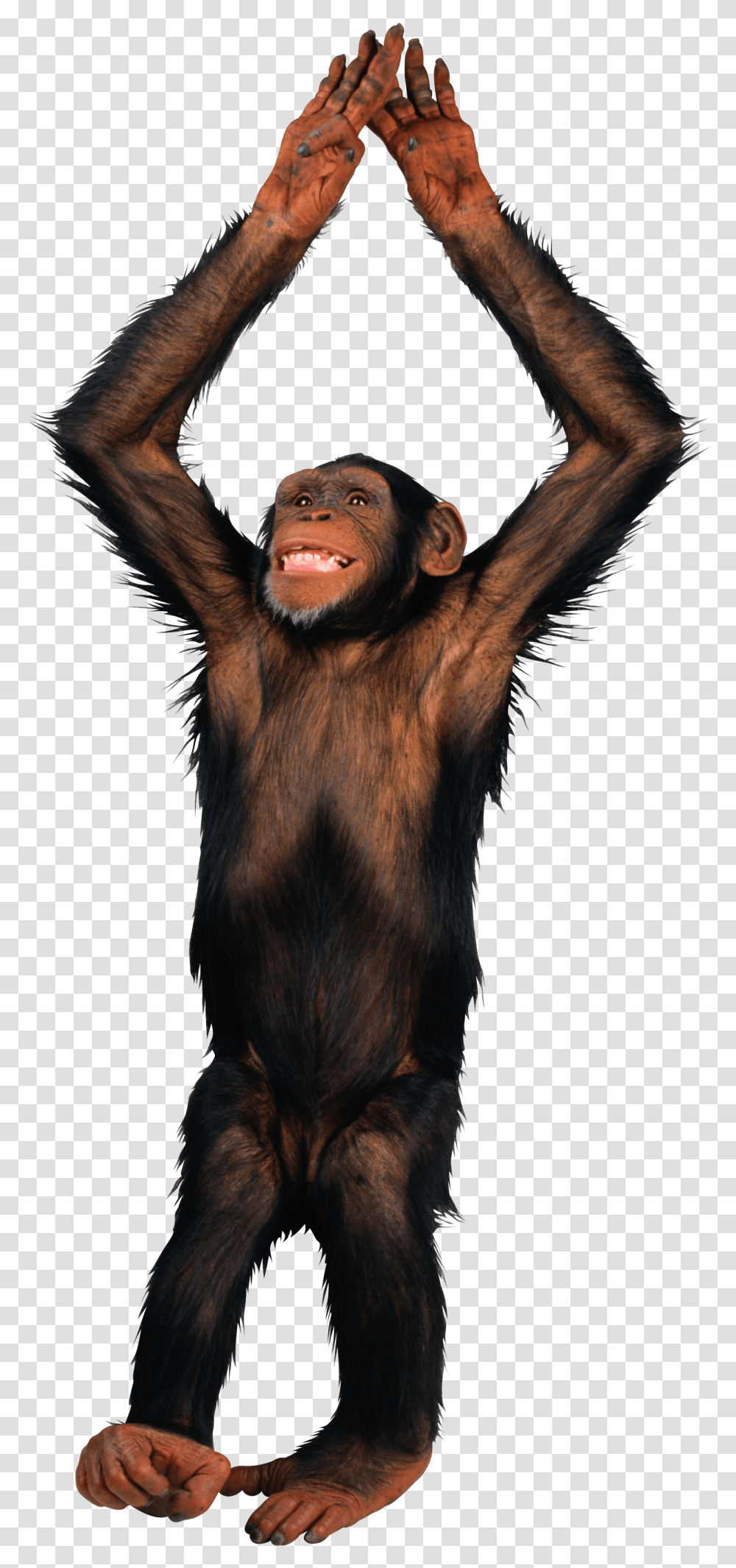 Monkey Background Monkey Transparent Png