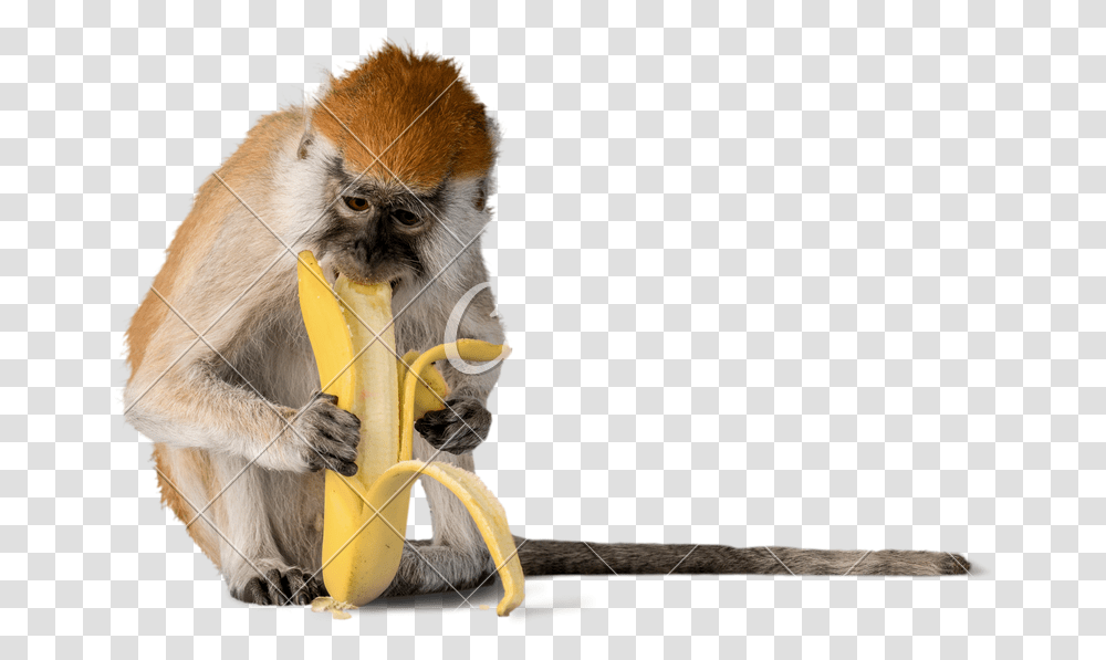 Monkey Banana Photos By Canva Monkey Banana Eat, Wildlife, Mammal, Animal, Bird Transparent Png