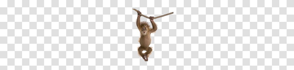 Monkey Clipart, Wildlife, Animal, Mammal, Person Transparent Png