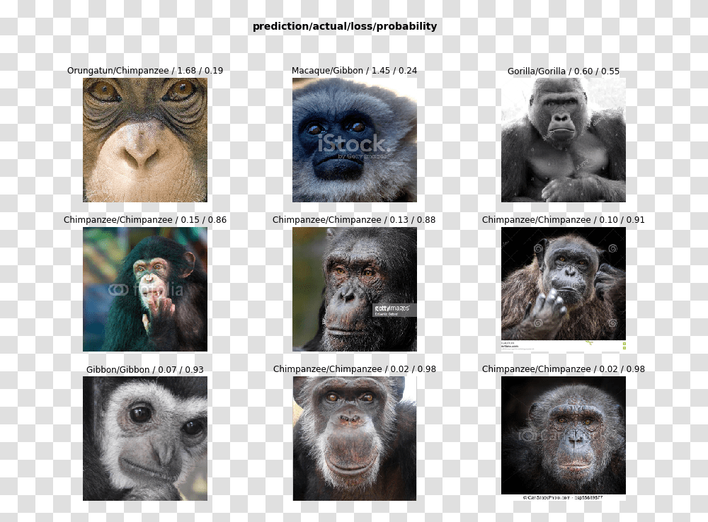 Monkey Dataset, Ape, Wildlife, Mammal, Animal Transparent Png