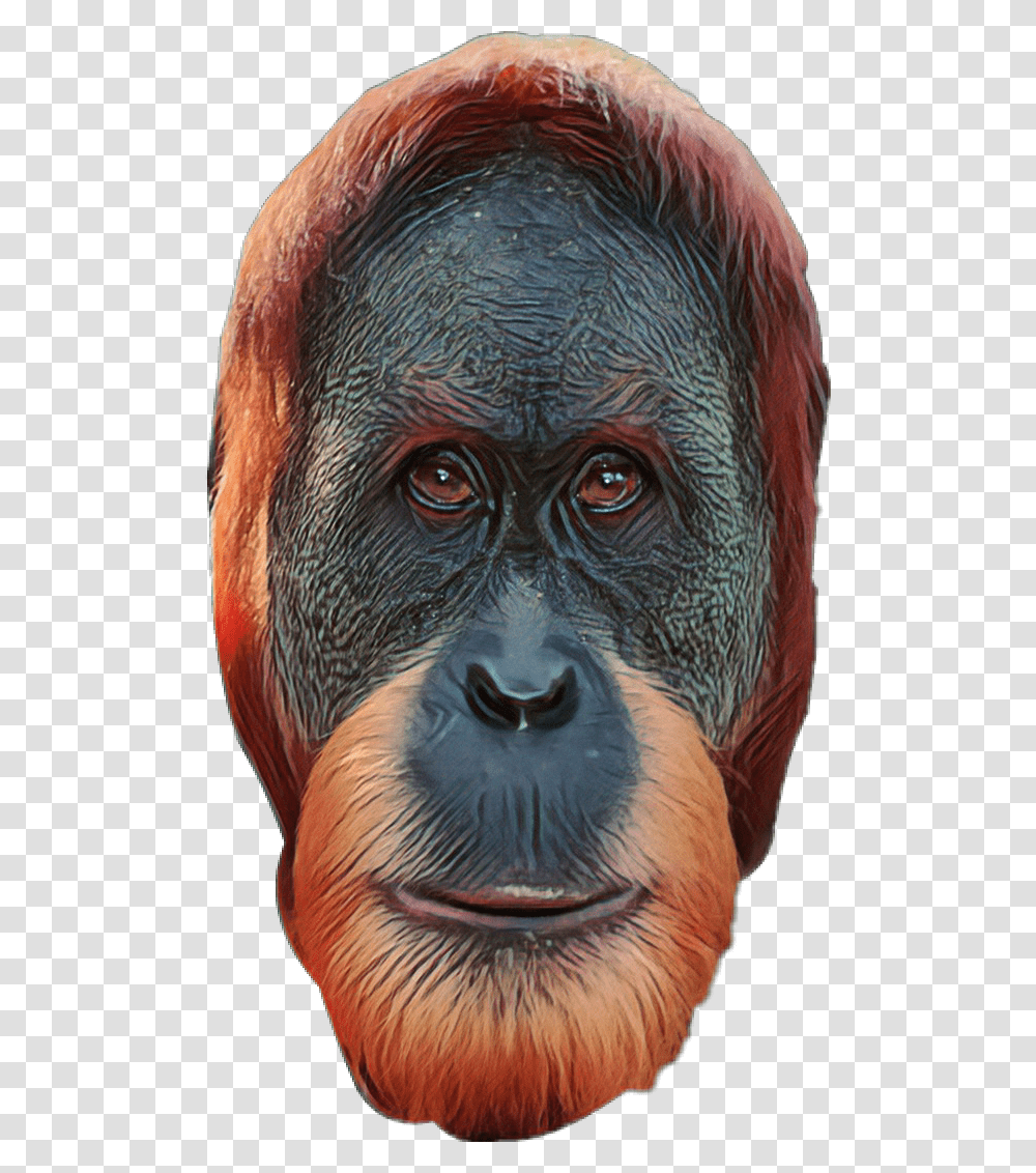 Monkey Download Orang Utan Face, Animal, Mammal, Orangutan, Wildlife Transparent Png