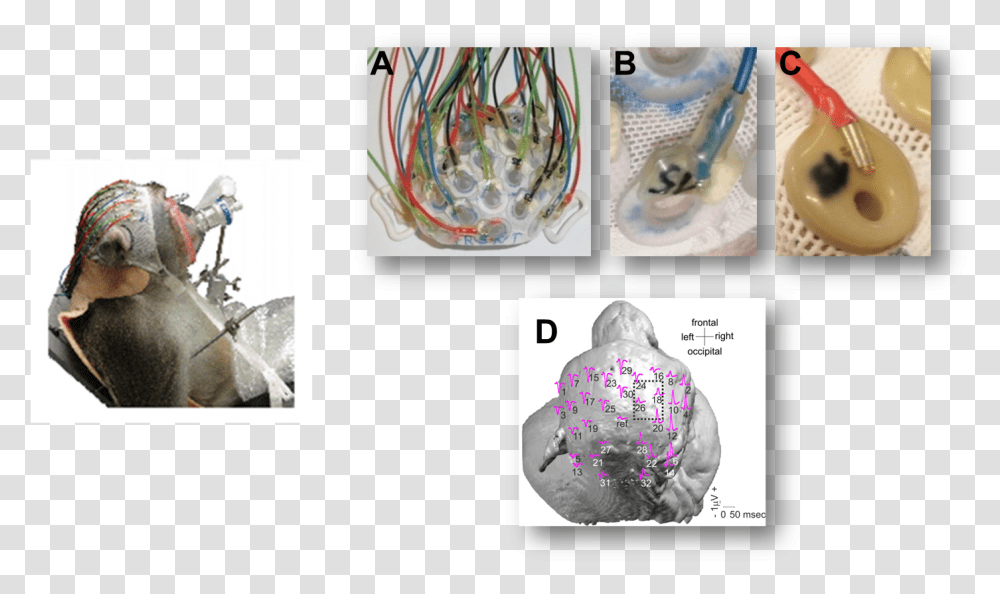 Monkey Eeg, Person, Electronics, Cat, Collage Transparent Png