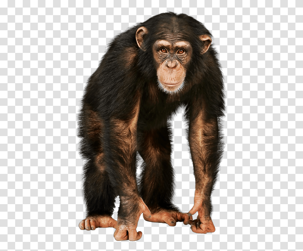 Monkey Face Ladyjeka Monkey, Ape, Wildlife, Mammal, Animal Transparent Png