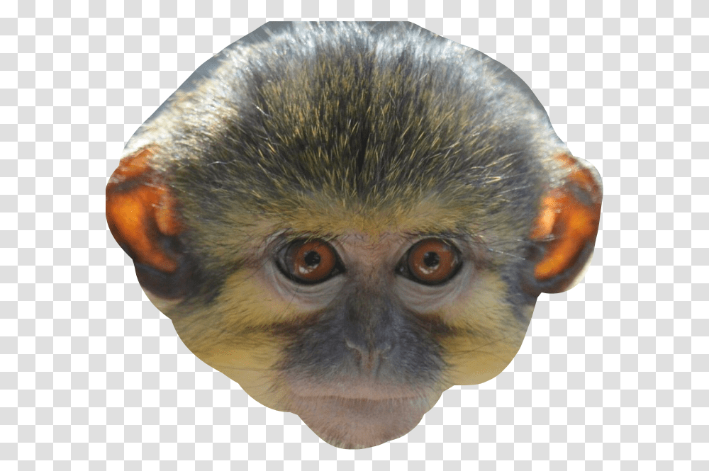 Monkey Face, Wildlife, Mammal, Animal, Baboon Transparent Png