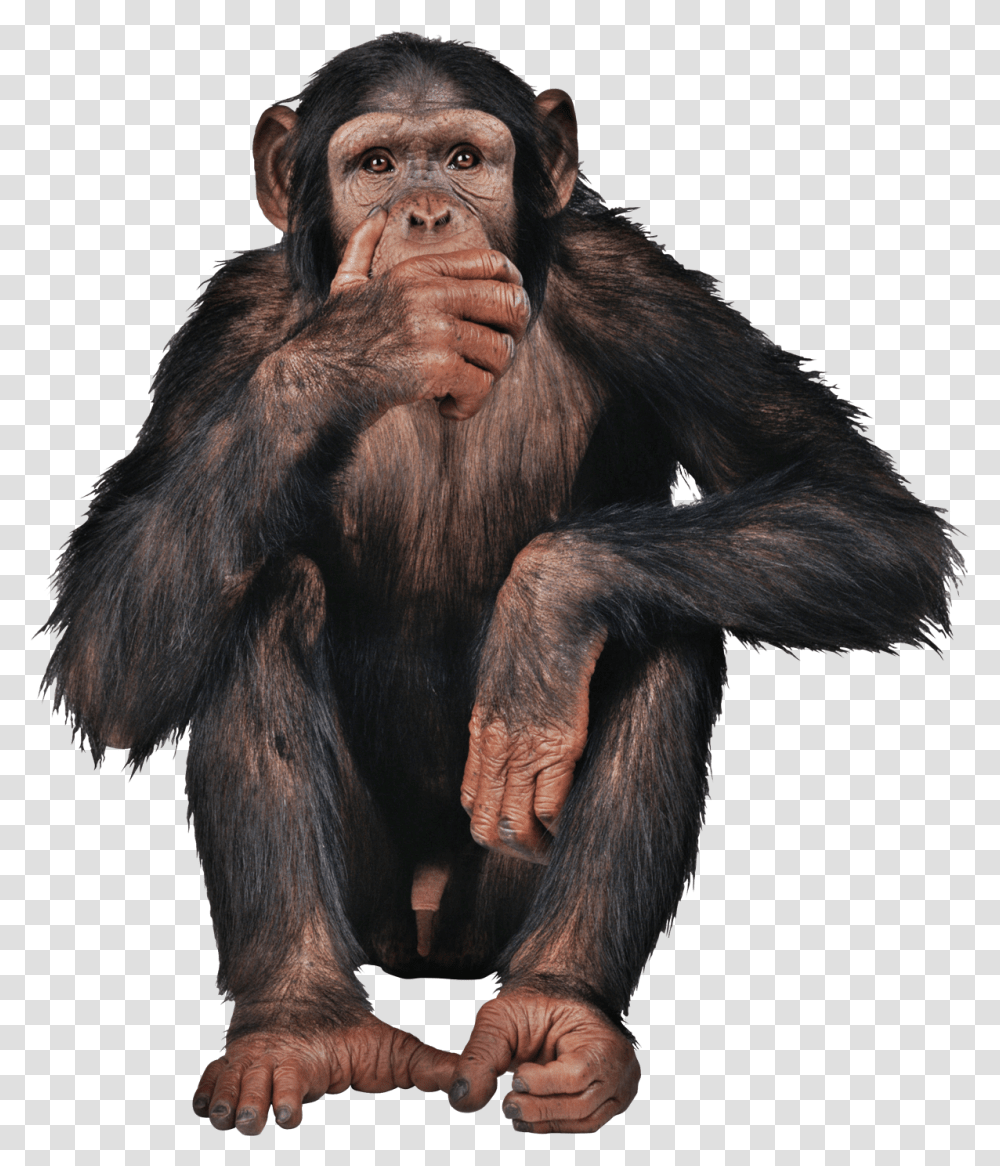 Monkey Free Image Monkey, Ape, Wildlife, Mammal, Animal Transparent Png