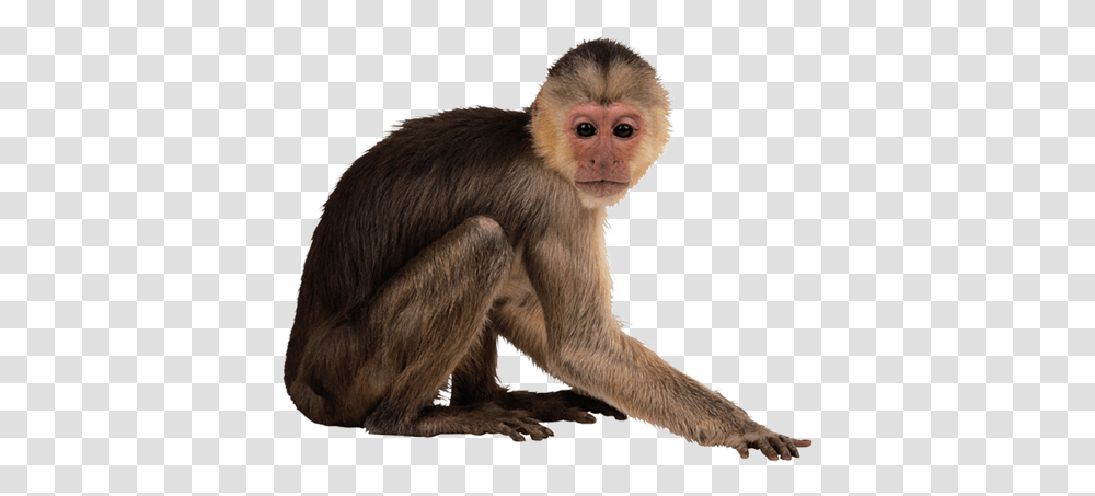 Monkey Free Images Monkey, Wildlife, Mammal, Animal, Baboon Transparent Png